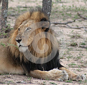 Lion portrait in the Savanna